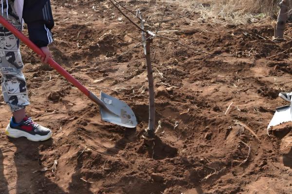 正月十五能栽树吗，可以栽树