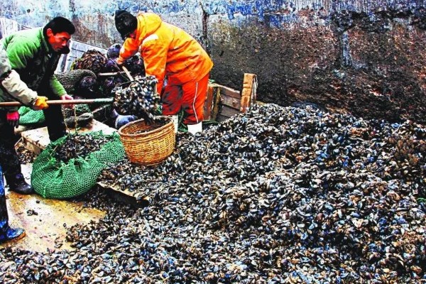 海虹如何养殖,应选择在水流比较畅通的地方养