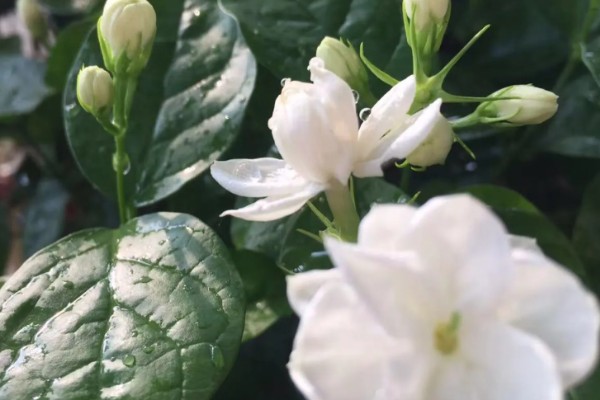 九月茉莉的寓意，寓意爱