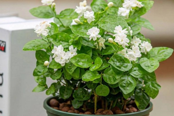 九月茉莉的寓意，寓意爱