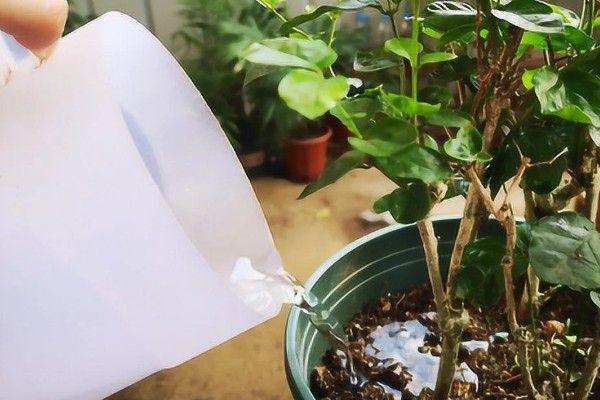 九月茉莉的寓意，寓意爱