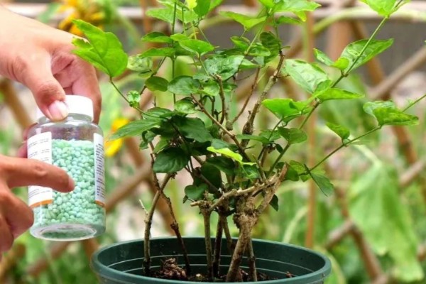 九月茉莉的寓意，寓意爱