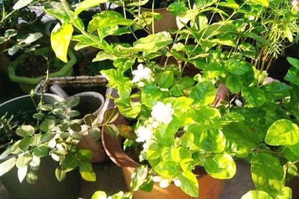 九月茉莉的寓意，寓意爱