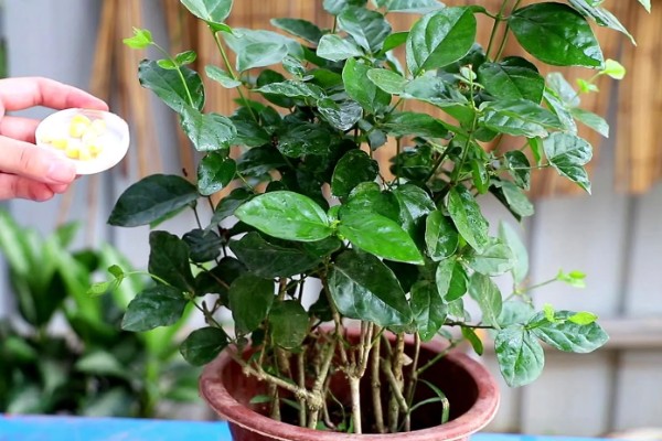 九月茉莉的寓意，寓意爱