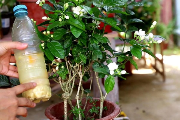 九月茉莉的寓意，寓意爱