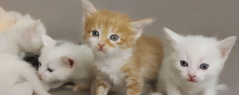 幼猫打喷嚏能不能自愈，做好保暖措施并补充营养可能会自行恢复