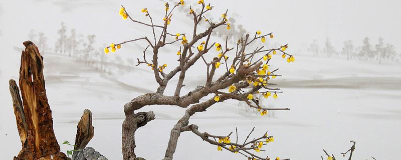 腊梅掉花苞的原因，可能是浇水过多所致