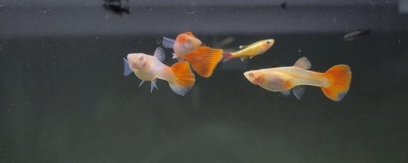 孔雀鱼咬同类的原因，可能是在争夺地盘、食物和配偶