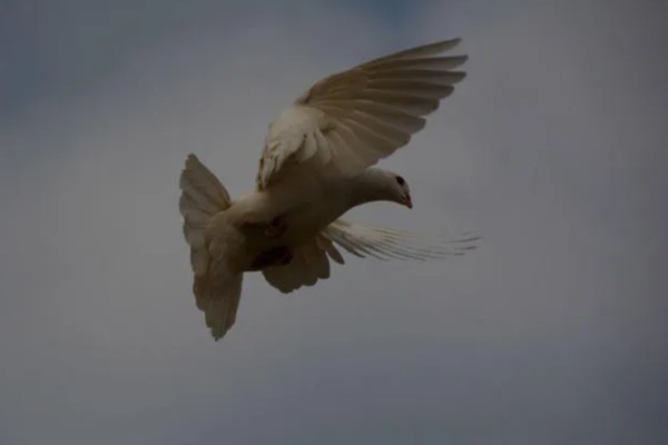 鸽子飞走了多少天能回来，一般在当天或者隔天回来