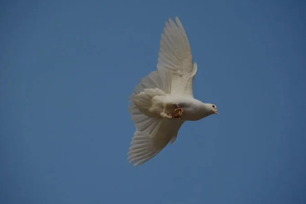 鸽子飞走了多少天能回来，一般在当天或者隔天回来