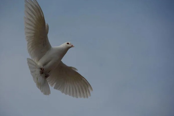 鸽子飞走了多少天能回来，一般在当天或者隔天回来