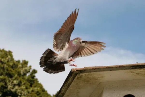 鸽子飞走了多少天能回来，一般在当天或者隔天回来