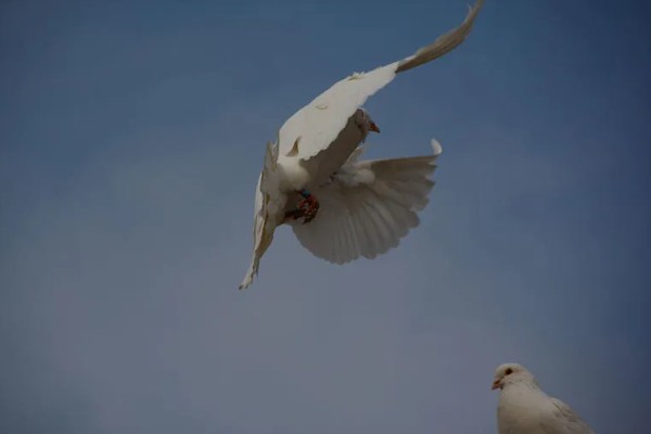 鸽子飞走了多少天能回来，一般在当天或者隔天回来