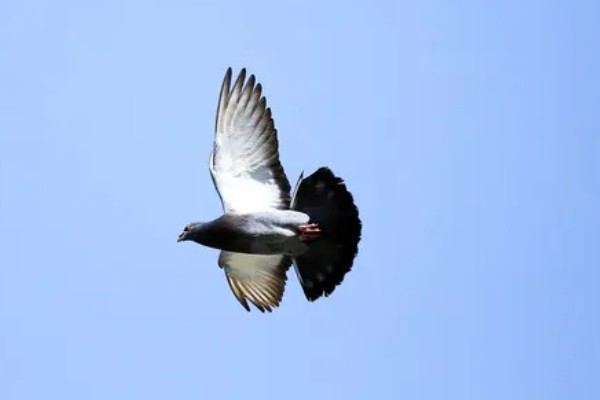 鸽子飞走了多少天能回来，一般在当天或者隔天回来