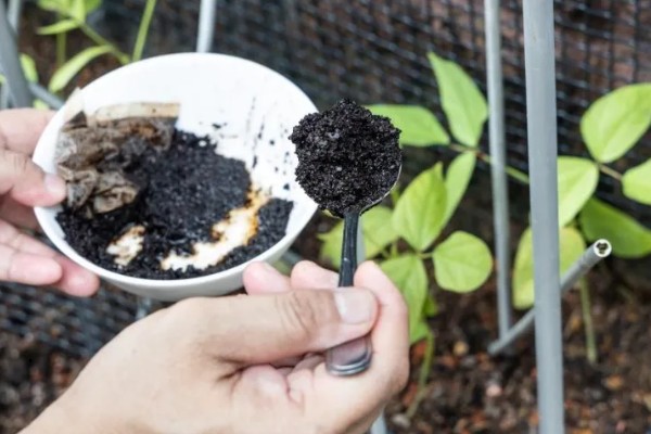 咖啡渣能直接放在花盆里吗，建议腐熟后再与土壤混用