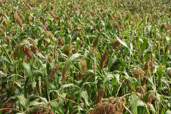 草高粱如何栽培，播种方法有条播、撒播和穴播