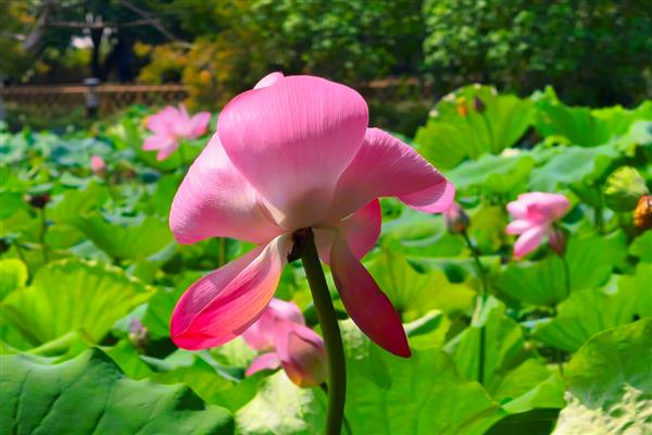荷花只长叶不开花的原因，可能是养分不足所致