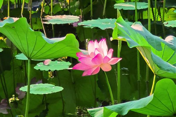 荷花只长叶不开花的原因，可能是养分不足所致