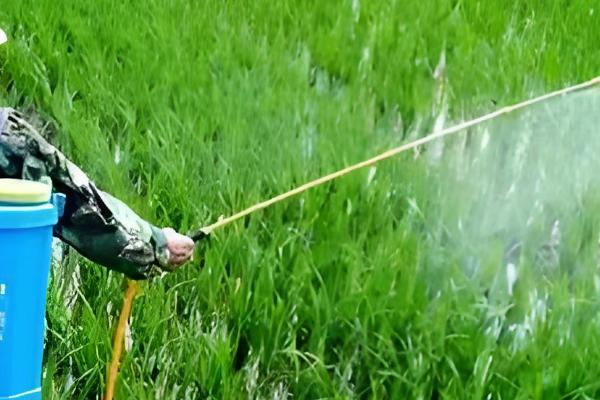 农药剂的主要特点和技术，农药剂起保护作用