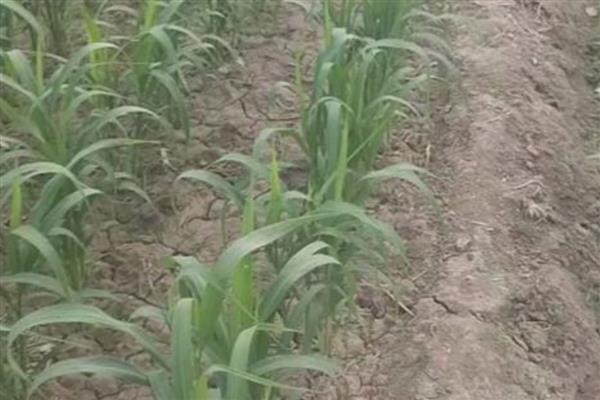 草高粱如何栽培，播种方法有条播、撒播和穴播