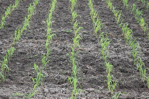 草高粱如何栽培，播种方法有条播、撒播和穴播