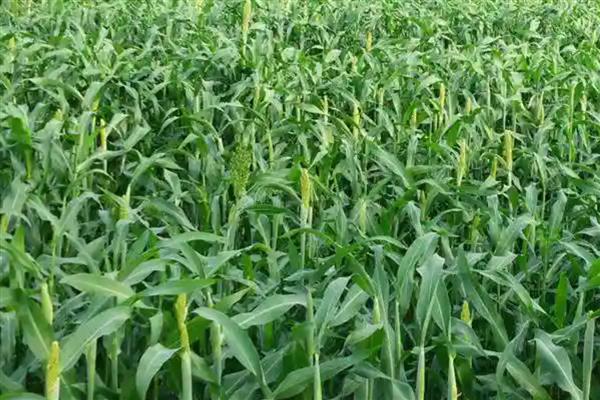 草高粱如何栽培，播种方法有条播、撒播和穴播