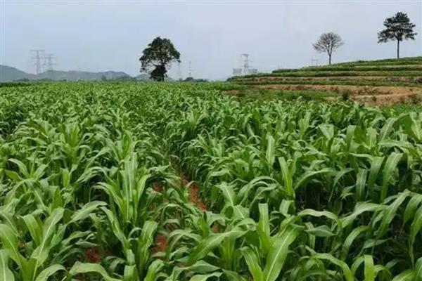 草高粱如何栽培，播种方法有条播、撒播和穴播