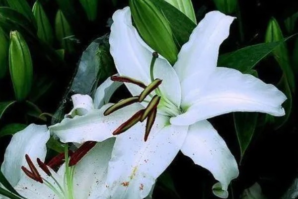 白百合花有什么寓意,代表纯洁庄严、心想事成等含义