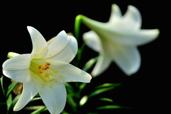 白百合花有什么寓意,代表纯洁庄严、心想事成等含义