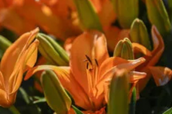 白百合花有什么寓意,代表纯洁庄严、心想事成等含义