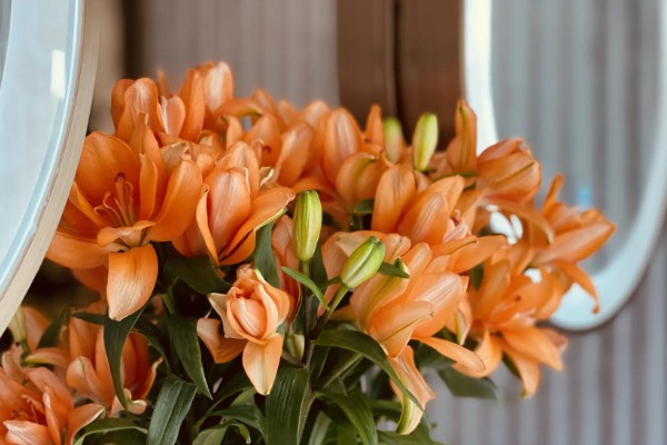 白百合花有什么寓意,代表纯洁庄严、心想事成等含义