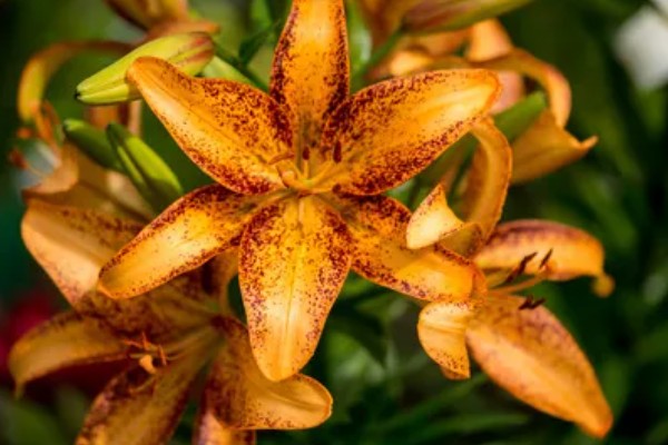 白百合花有什么寓意,代表纯洁庄严、心想事成等含义