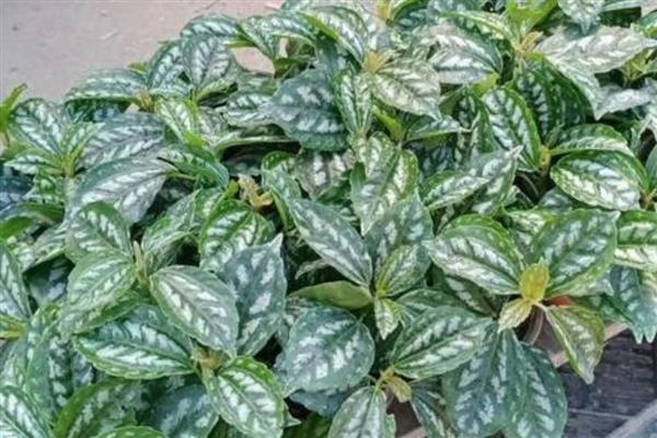 有什么常绿植物，常见绿萝、仙人掌、平安树等品种