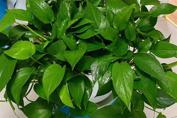 有什么常绿植物，常见绿萝、仙人掌、平安树等品种