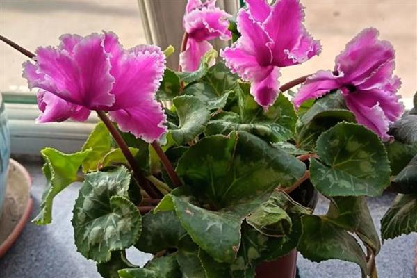 有什么常绿植物，常见绿萝、仙人掌、平安树等品种