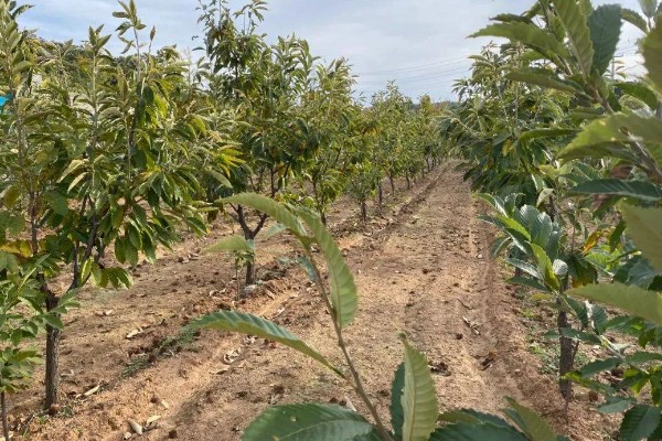 种植板栗有哪些注意事项,适宜的是在8-15度