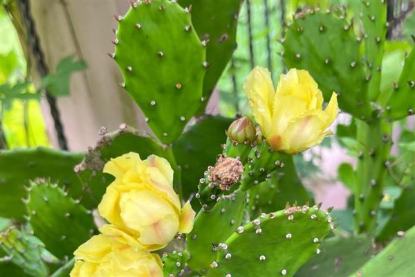 有什么常绿植物，常见绿萝、仙人掌、平安树等品种