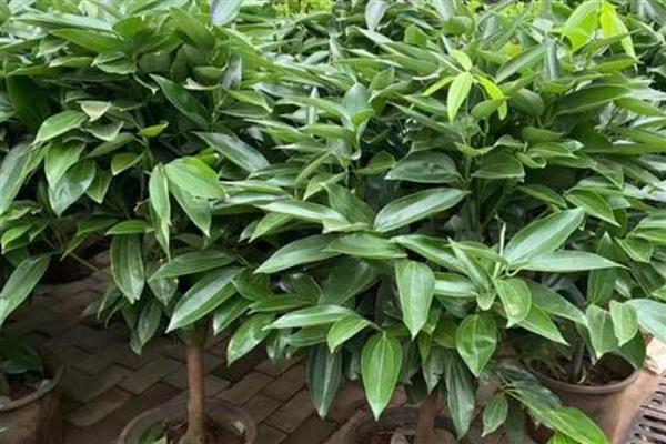 有什么常绿植物，常见绿萝、仙人掌、平安树等品种