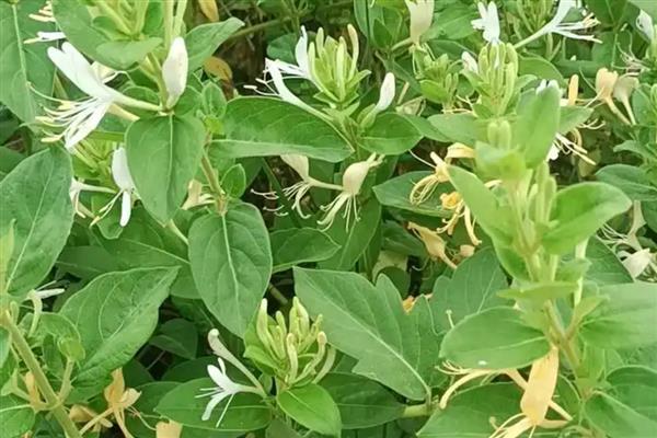 有什么常绿植物，常见绿萝、仙人掌、平安树等品种