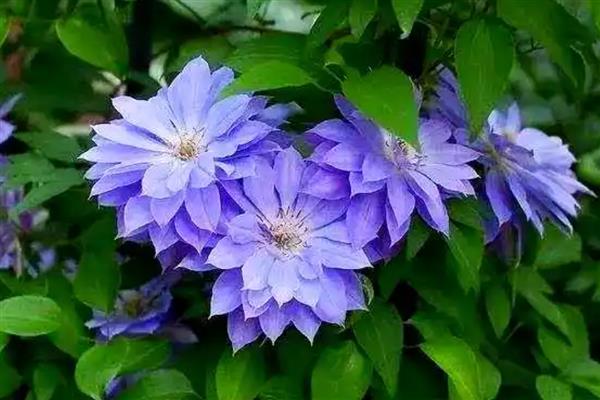 有什么常绿植物，常见绿萝、仙人掌、平安树等品种