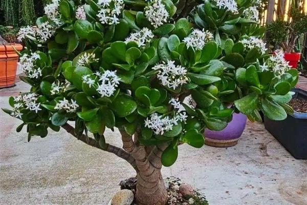 有什么常绿植物，常见绿萝、仙人掌、平安树等品种