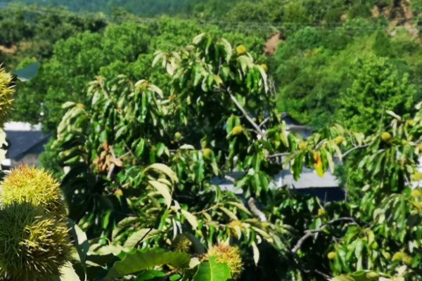 种植板栗有哪些注意事项,适宜的是在8-15度