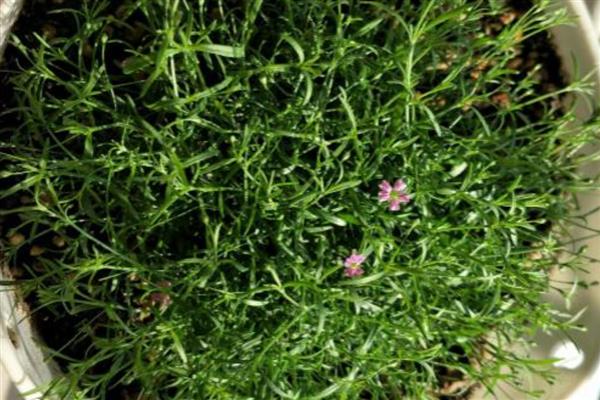 满天星烂根怎么处理，需及时剪掉烂根