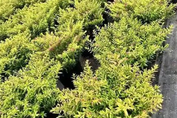 满天星烂根怎么处理，需及时剪掉烂根