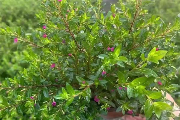 满天星烂根怎么处理，需及时剪掉烂根