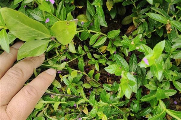 满天星烂根怎么处理，需及时剪掉烂根