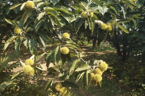 种植板栗有哪些注意事项,适宜的是在8-15度