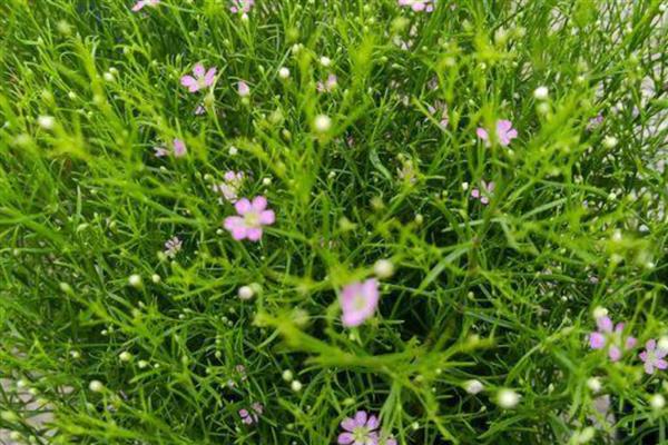 满天星烂根怎么处理，需及时剪掉烂根