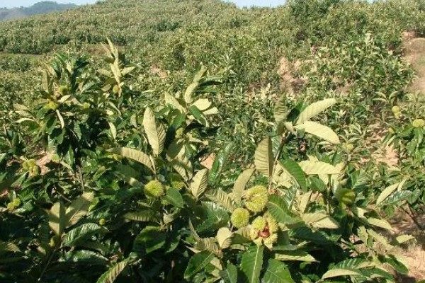 种植板栗有哪些注意事项,适宜的是在8-15度