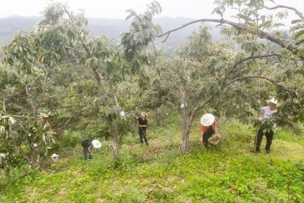 种植板栗有哪些注意事项,适宜的是在8-15度